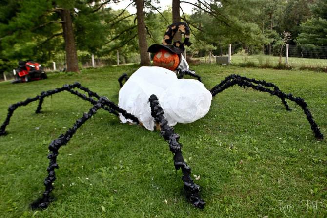 Der Körperbau eines Riesenspinne Der Körperbau eines Riesenspinne